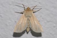 Mythimna pallens