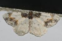 Ligdia adustata
