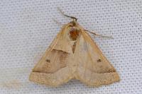 Crocallis elinguaria