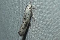 Yponomeuta irrorella