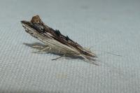 Ypsolopha scabrella