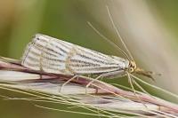 Chrysocrambus linetella