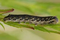 Proserpinus proserpina