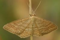 Idaea ochrata