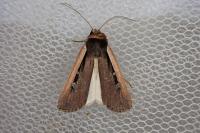 Ochropleura leucogaster