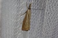 Chrysoteuchia culmella