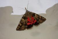 Catocala promissa