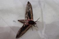 Sphinx ligustri