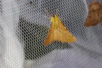 Ennomos alniaria