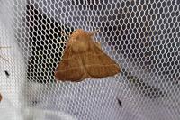 Malacosoma neustria