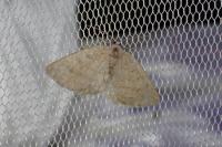 Cabera exanthemata