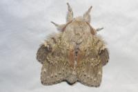 Stauropus fagi