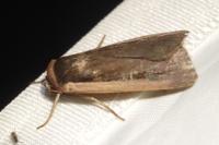 Ochropleura leucogaster