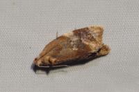Ditula angustiorana