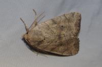 Cosmia trapezina