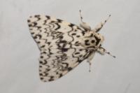 Lymantria monacha