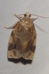Archips xylosteana