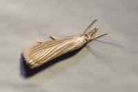 Chrysoteuchia culmella