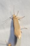 Crassa unitella