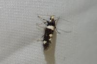 Denisia luctuosella