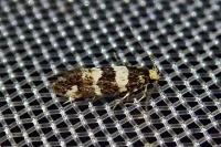 Denisia luctuosella