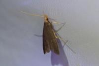 Eurodachtha pallicornella