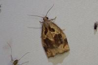 Archips crataegana