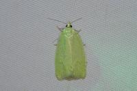 Tortrix viridana