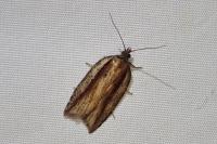 Acleris hastiana