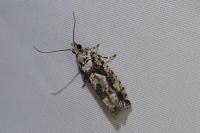 Zeiraphera isertana