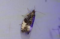 Hedya pruniana