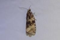 Orthotaenia undulana