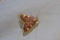 Hypsopygia costalis