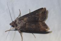 Agrotis ipsilon