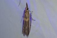 Etiella zinckenella