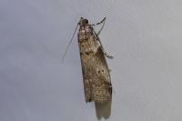 Acrobasis consociella