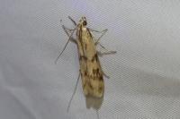 Homoeosoma sinuella