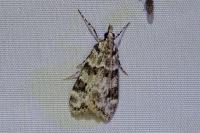 Eudonia delunella