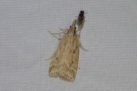 Eudonia pallida