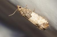 Spilonota ocellana