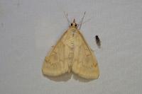 Ostrinia nubilalis/scapulalis