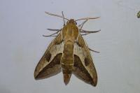 Hyles euphorbiae