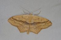 Scopula imitaria