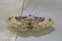 Idaea filicata