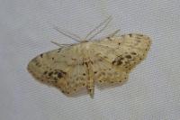 Idaea dimidiata