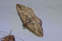 Nycterosea obstipata
