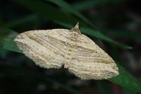 Costaconvexa polygrammata