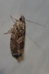 Zeiraphera isertana