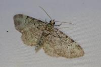 Pasiphila rectangulata