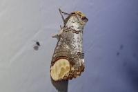 Phalera bucephala